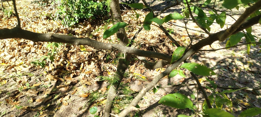 Vassobia breviflora; photograph (c) Pablo H Capovilla, some rights reserved (CC BY)