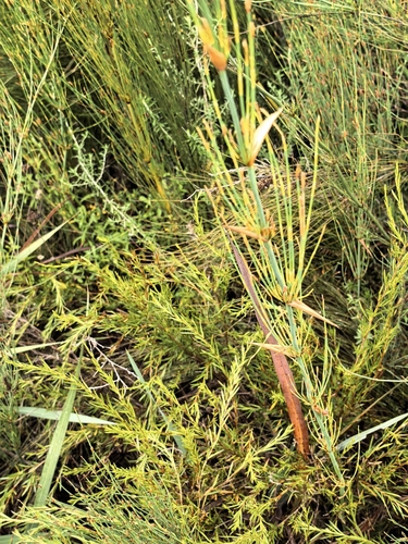 Elegia capensis, photograph 4