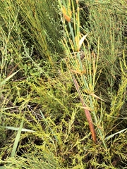 Elegia capensis, photograph author not stated, no rights reserved