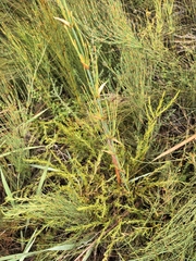 Elegia capensis, photograph author not stated, no rights reserved
