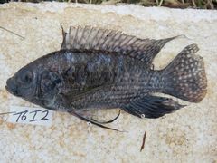 Oreochromis leucostictus