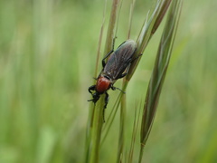 Bibio hortulanus