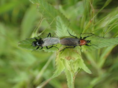Bibio hortulanus