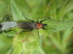 Bibio hortulanus