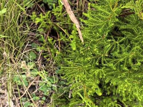 Agathosma capensis, photograph 6