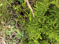 Agathosma capensis, photograph author not stated, no rights reserved