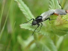 Bibio hortulanus