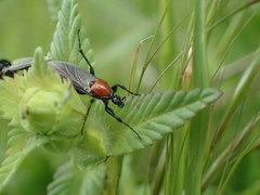 Bibio hortulanus
