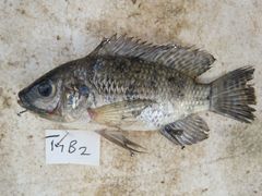 Oreochromis leucostictus