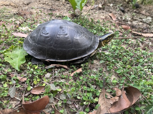 Sunda Box Turtle