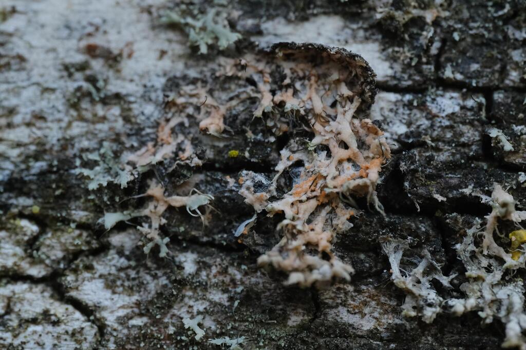 Erythricium aurantiacum · April 2026 · photo: © alexis_orion (iNaturalist, cc-by)