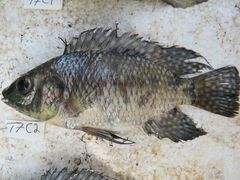 Oreochromis leucostictus