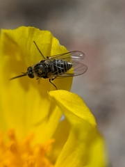 Apolysis