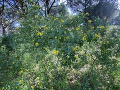 Coronilla