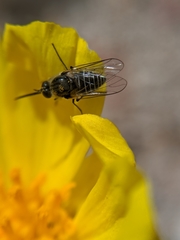 Apolysis