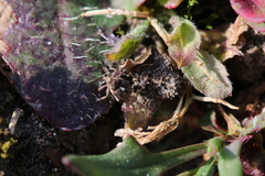 Rhinoncus pericarpius