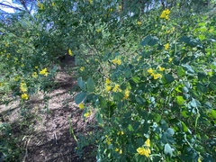 Coronilla