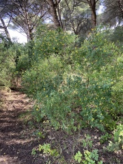 Coronilla