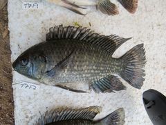 Oreochromis leucostictus