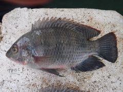 Oreochromis urolepis