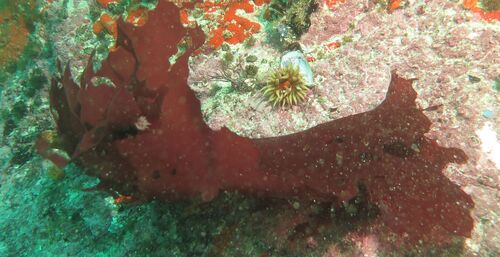 Schizymenia observed 2026-04-24
