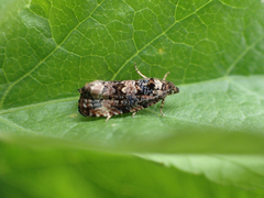 Endothenia marginana