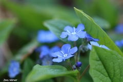 Omphalodes verna