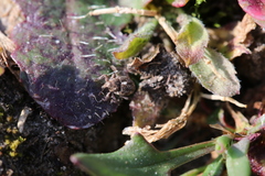 Rhinoncus pericarpius