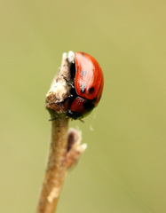 Gonioctena viminalis