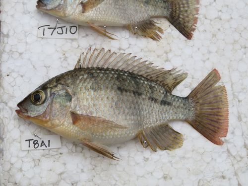 Chilwa tilapia (Oreochromis shiranus) — Cichlidae — 2