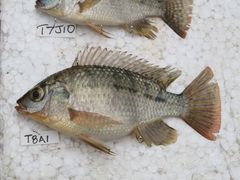 Oreochromis shiranus