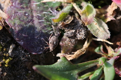 Rhinoncus pericarpius