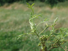 Lepidium coronopus