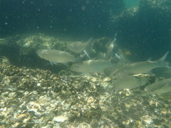 Gracilimugil argenteus