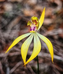 Praecoxanthus aphyllus