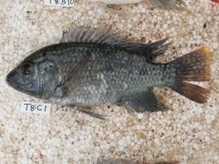 Oreochromis shiranus
