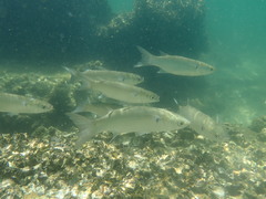 Gracilimugil argenteus