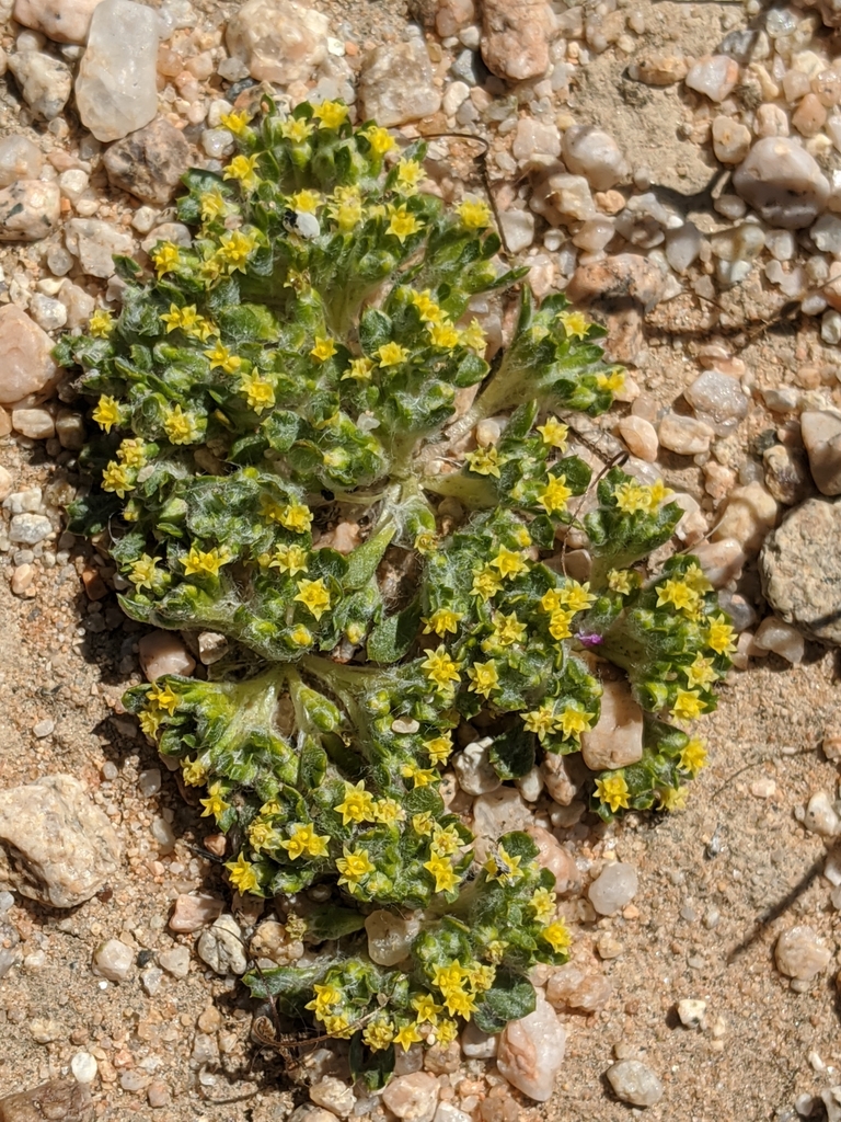 Barstow woolly sunflower in March 2020 by Alex Heyman · iNaturalist