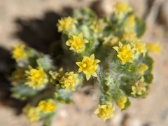 Eriophyllum mohavense
