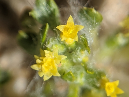 Image of Eriophyllum mohavense by no rights reserved