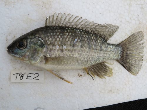 Blue-spotted Tilapia