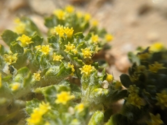 Eriophyllum mohavense