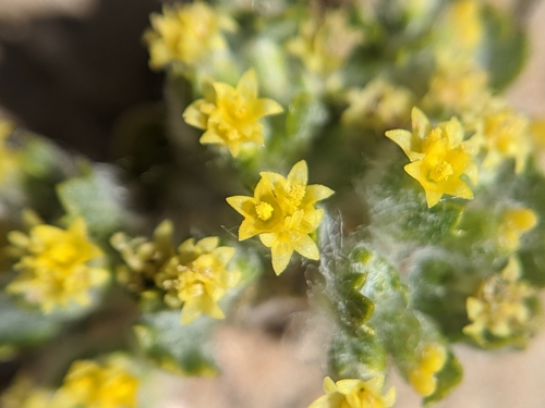 Image of Eriophyllum mohavense by no rights reserved