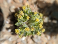 Eriophyllum mohavense