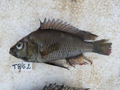 Astatotilapia calliptera