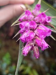 Elleanthus maculatus