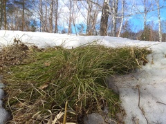 Carex pediformis macroura
