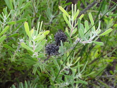 Leucospermum muirii