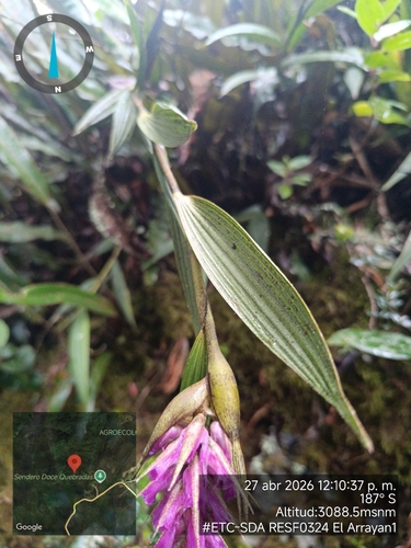 Elleanthus maculatus, photograph 3