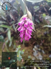 Elleanthus maculatus, photograph (c) Carlos Torrente, some rights reserved (CC BY)